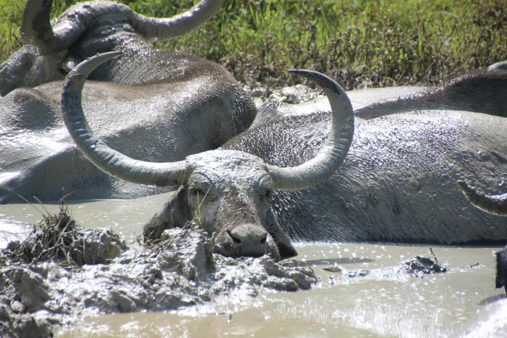 Villa Udara Guest - Yala Safari Esterno foto